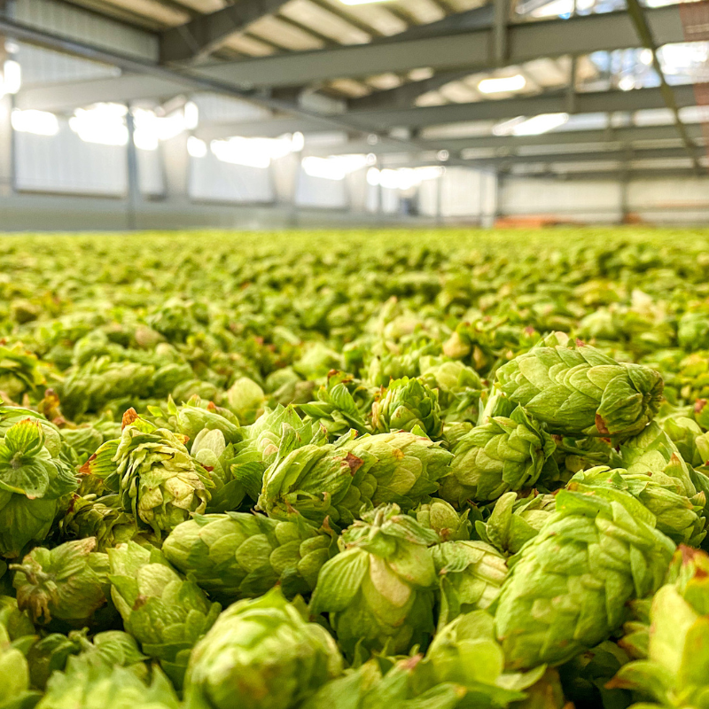 2023 Late Harvested Cascade $8/lb